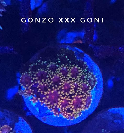 gonzo xxx com